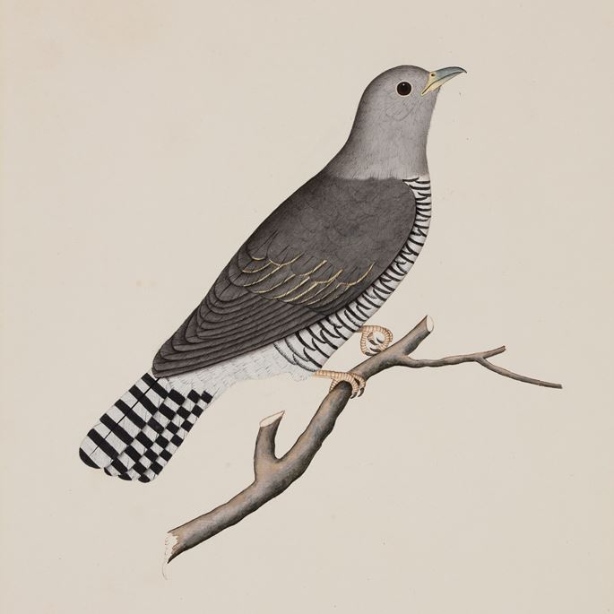 Company School Painting of a Cuckoo, Labelled Totee | MasterArt